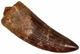 Serrated Carcharodontosaurus Tooth - Massive Dinosaur Tooth #359373-1
